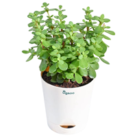 Ugaoo Good Luck Jade Plant with Self Watering Pot
